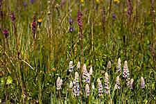 Wildflowers