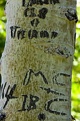 Aspen trunk with carved bark